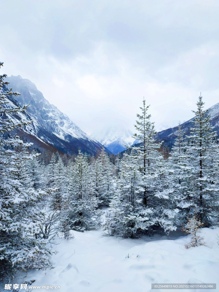 红杉林雪景