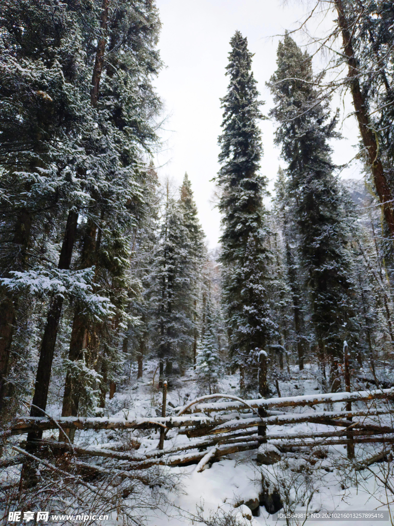 红杉林的雪