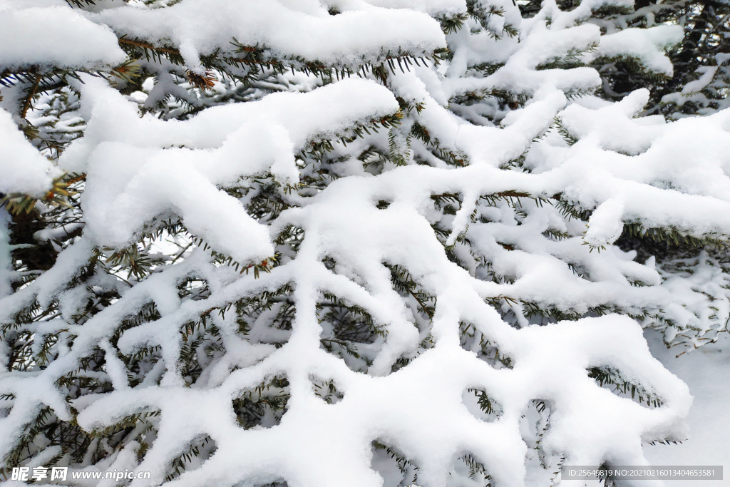 红杉树上的雪