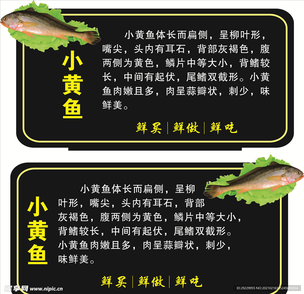 小黄鱼