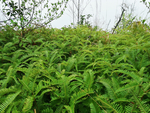 野草