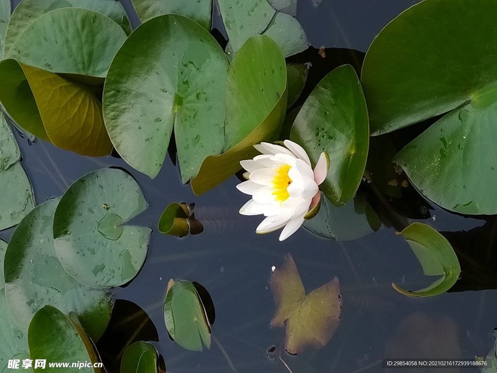 莲花