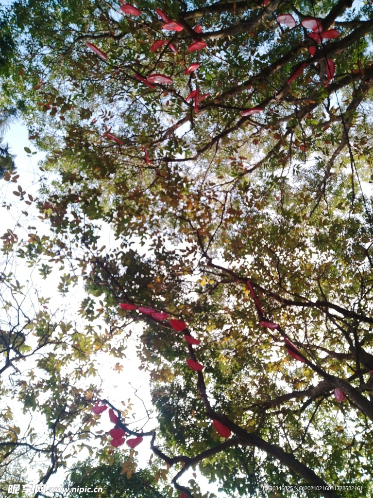 树上风光叶子