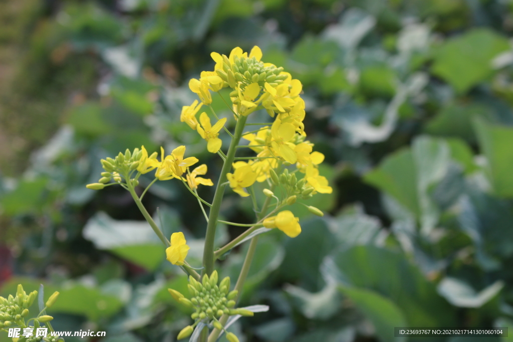 油菜花