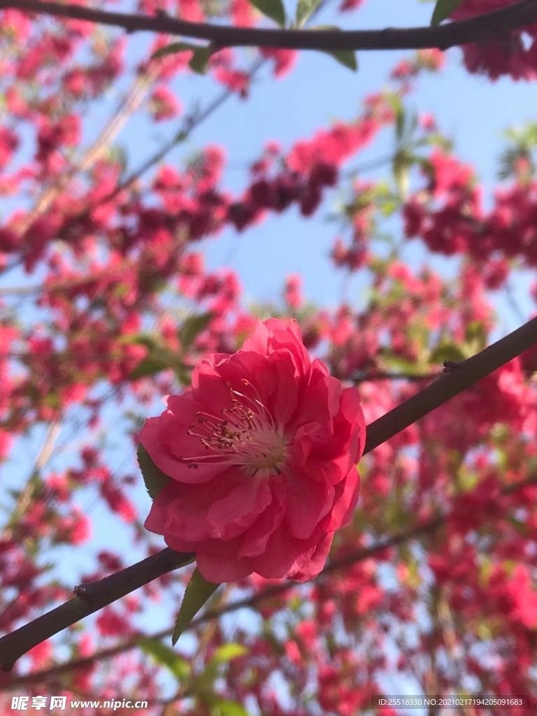 春日桃花