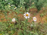 野草  野花