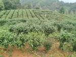 森林里的茶树种植原景观