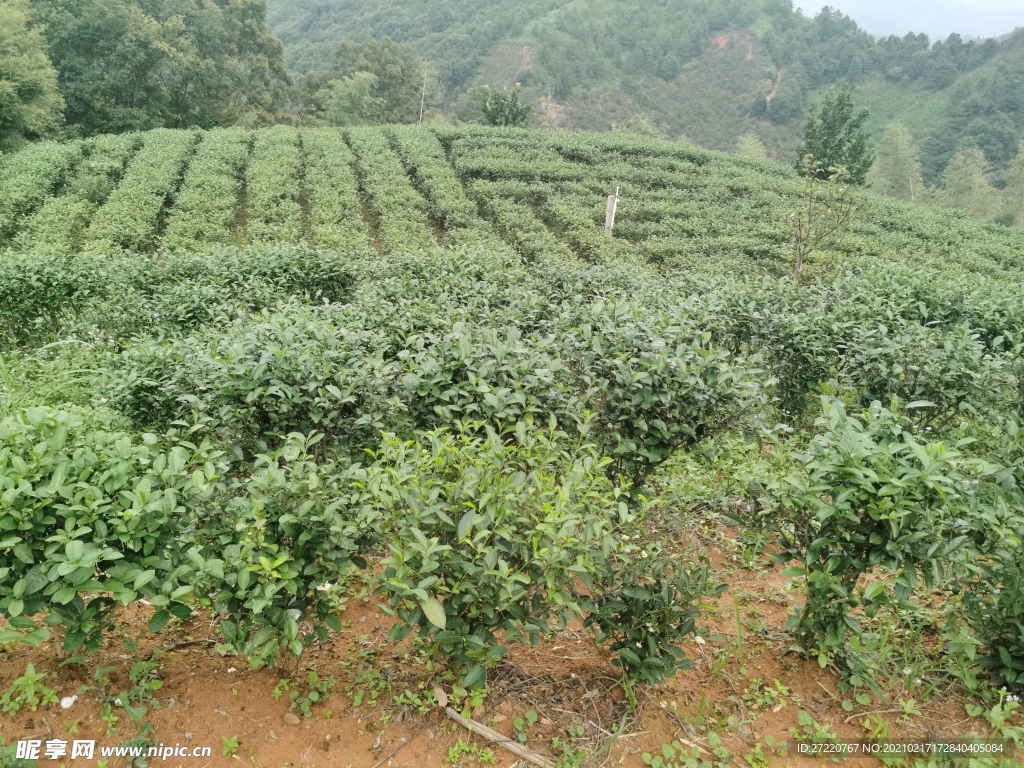 森林里的茶树种植原景观