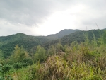 绿色森林