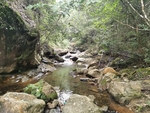森林溪水风景
