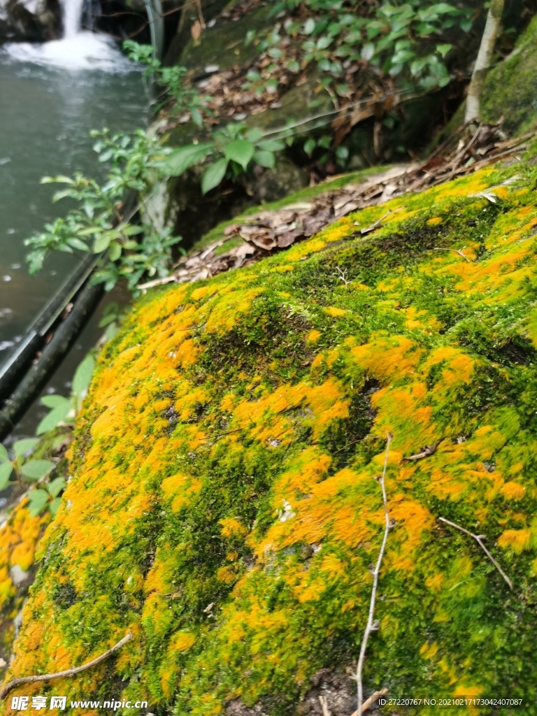 森林深处溪水边岩石上的苔藓景观