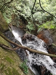 原始森林  流水