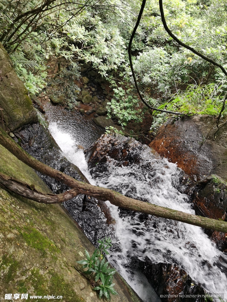 原始森林  流水