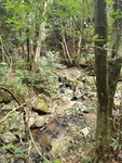 森林山泉水