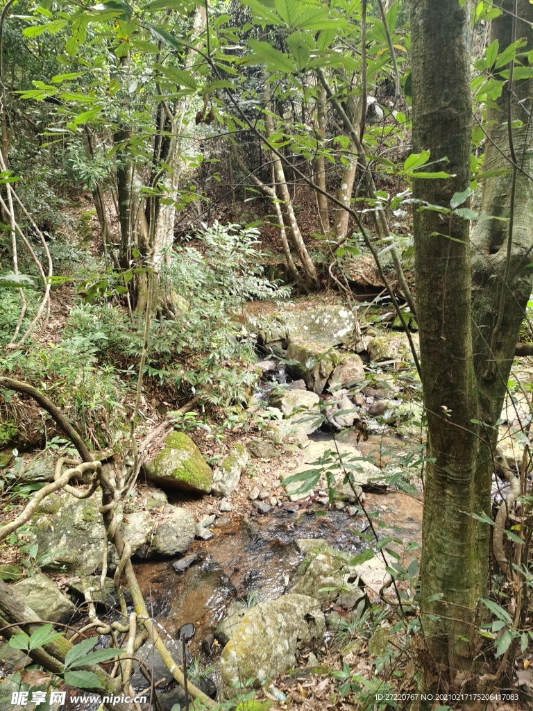 森林山泉水