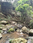 山谷树林 溪水