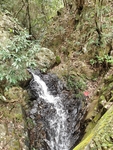 森林流水
