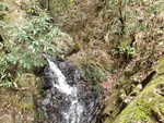 森林潺潺流水