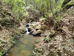 树林风景 溪水