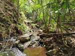 天然森林风景