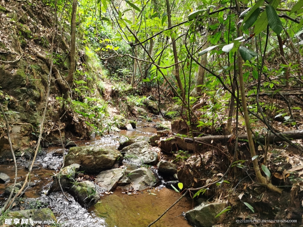 天然森林风景