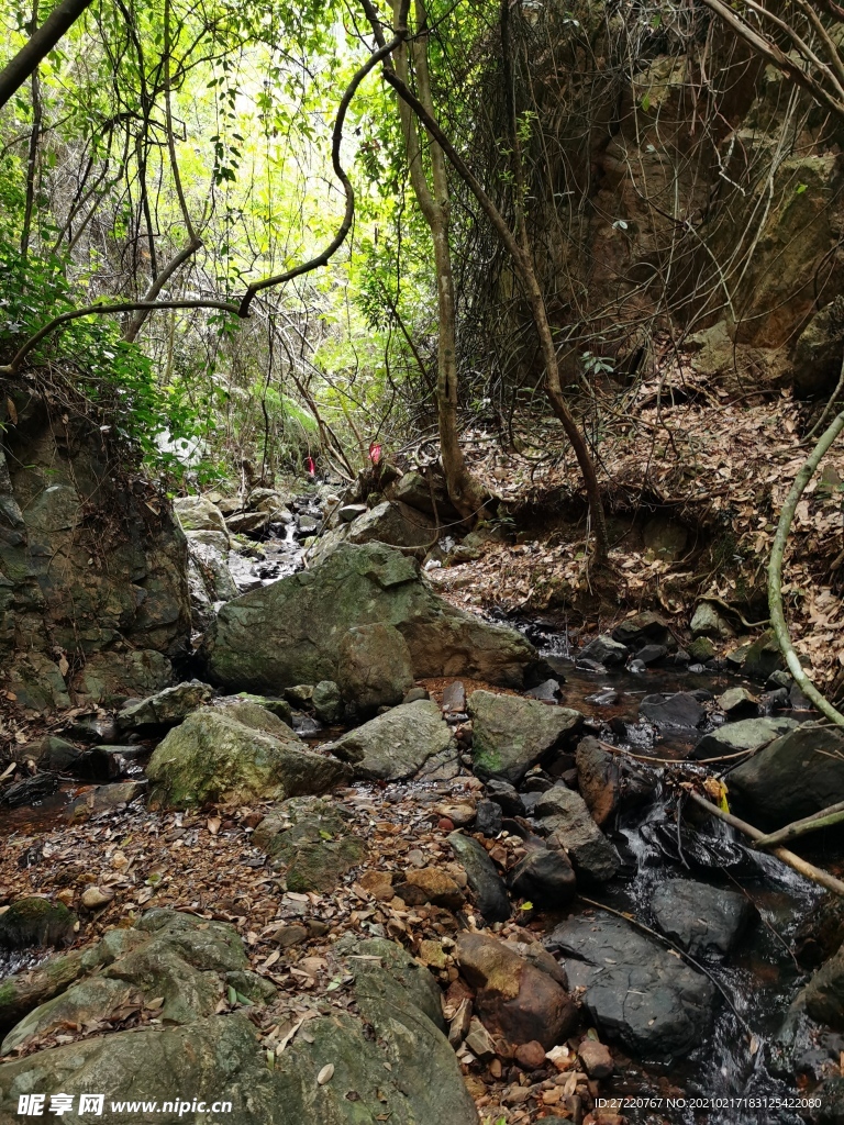森林徒步溪流