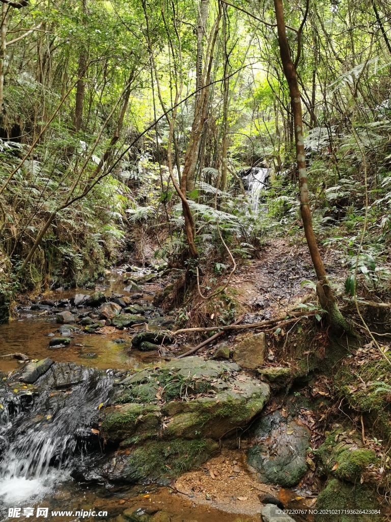 密林山水自然风光