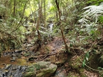 森林自然 山水