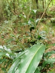 山林  绿叶