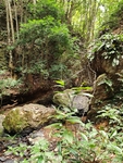 茂密森林