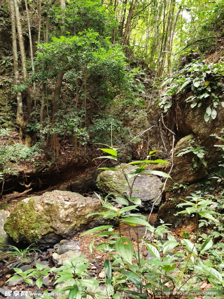 茂密森林