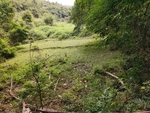 山谷  森林