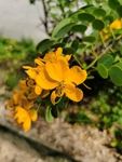 黄色的花