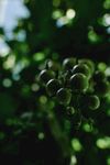番茄