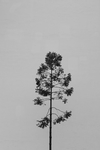 一棵树