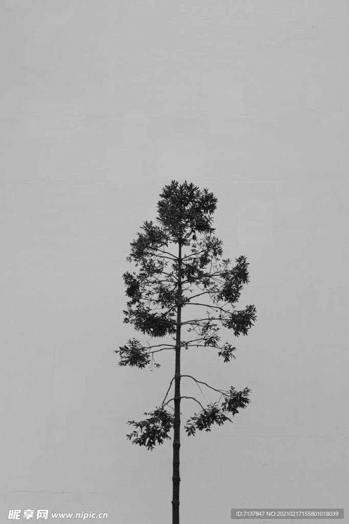 一棵树