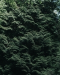 森林