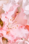粉色花朵花蕾