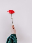 一朵玫瑰花