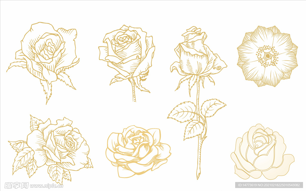 手绘白描玫瑰花