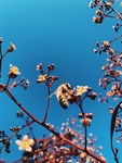 花卉