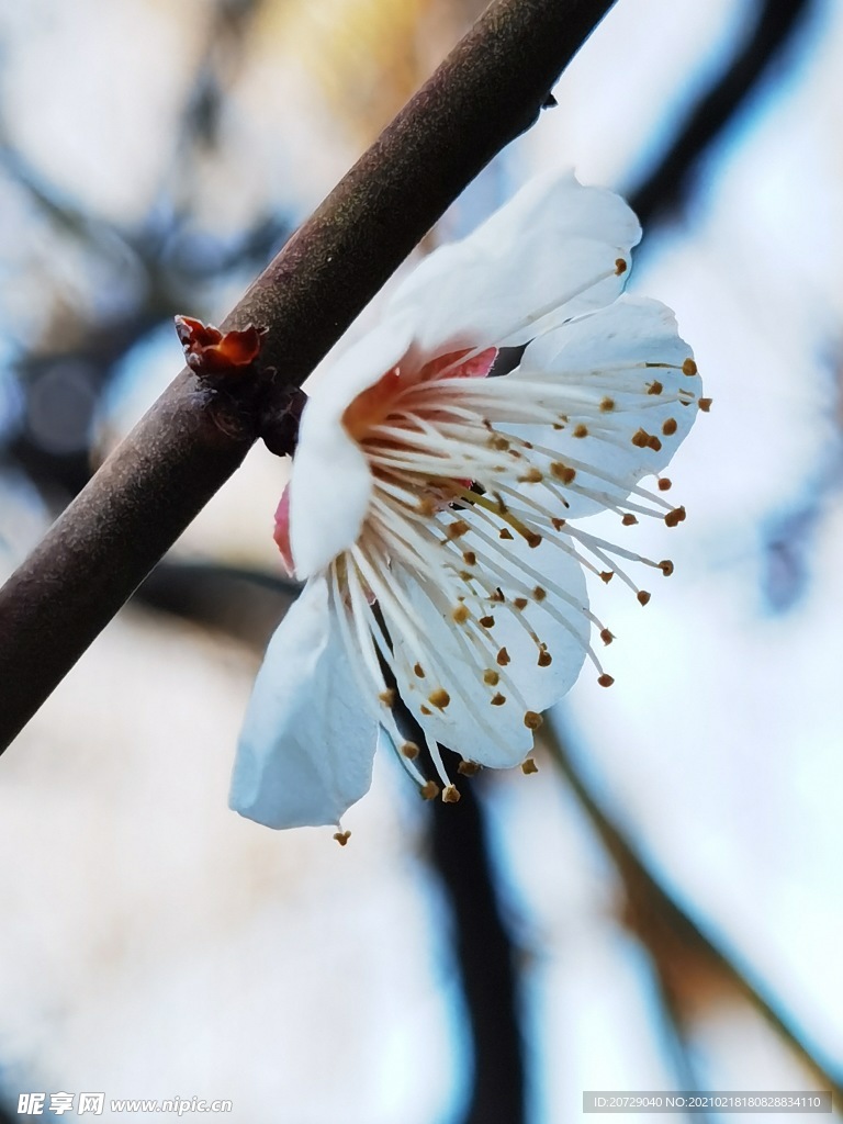 莘庄里的梅花