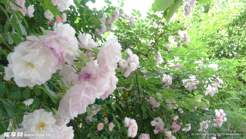 蔷薇花
