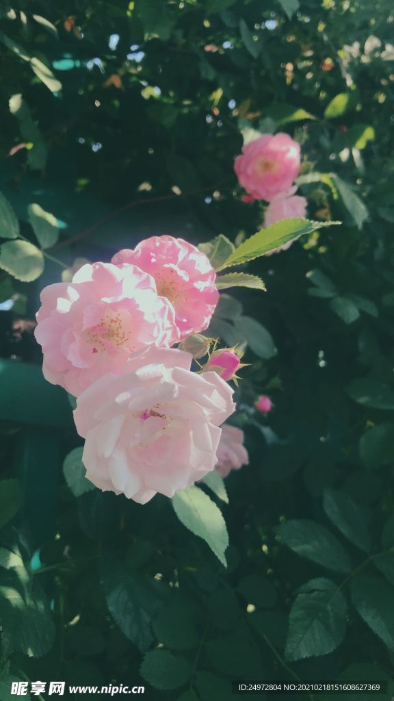 蔷薇