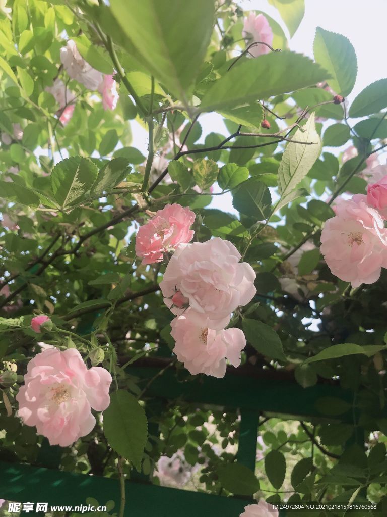 蔷薇花园