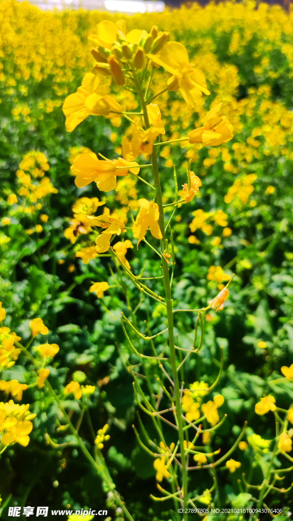 金色油菜花盛开