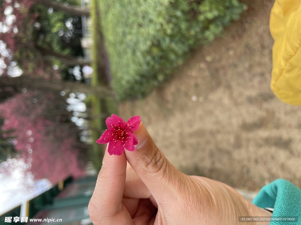 手持樱花