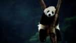 壁纸   好看   桌面