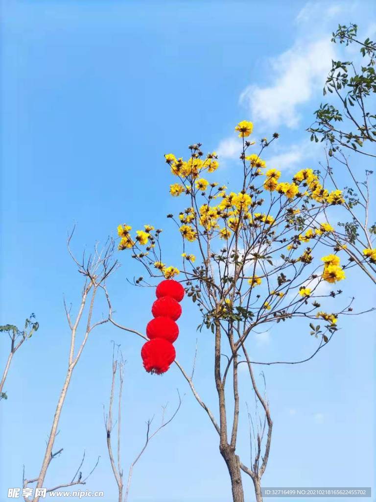 挂红色灯笼的黄色风铃花树