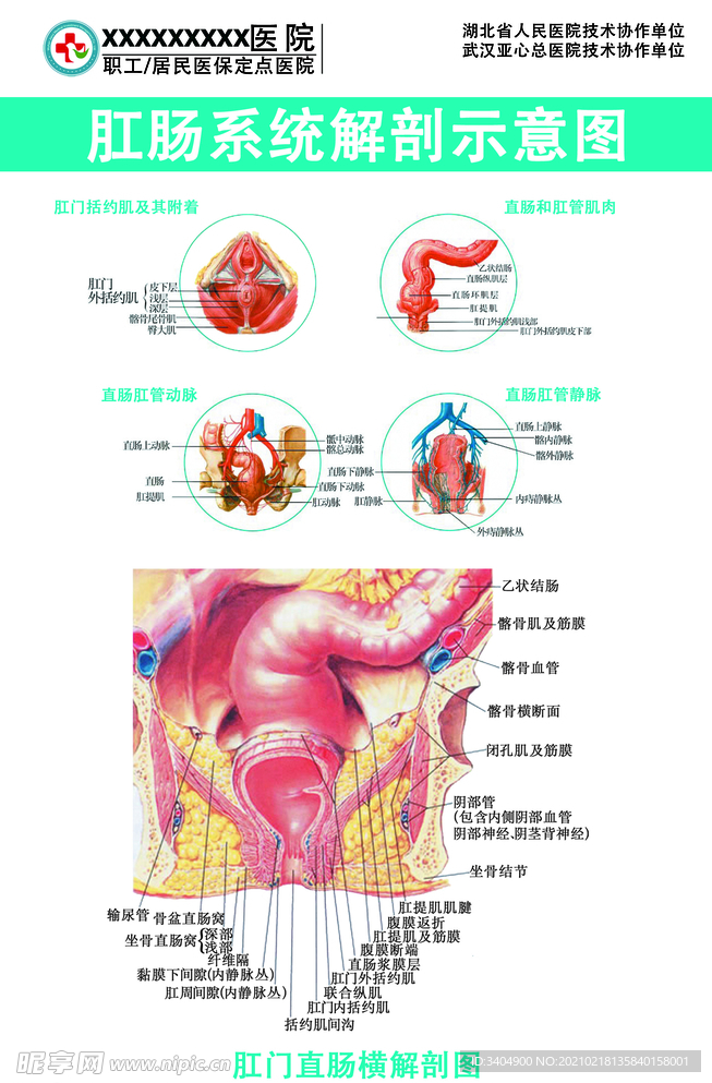 肛肠科系统解刨示意图